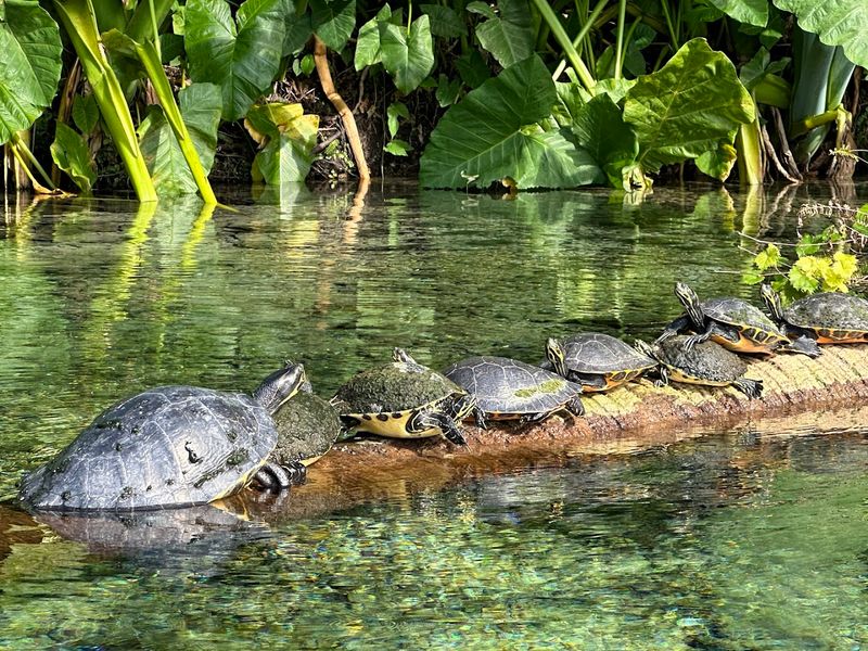 Wildlife You'll Spot Along the Way