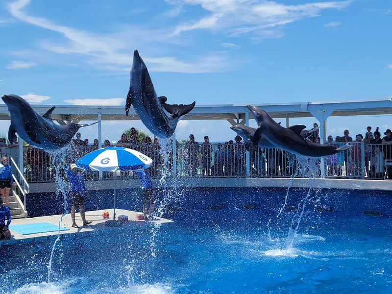 Gulfarium Marine Adventure Park