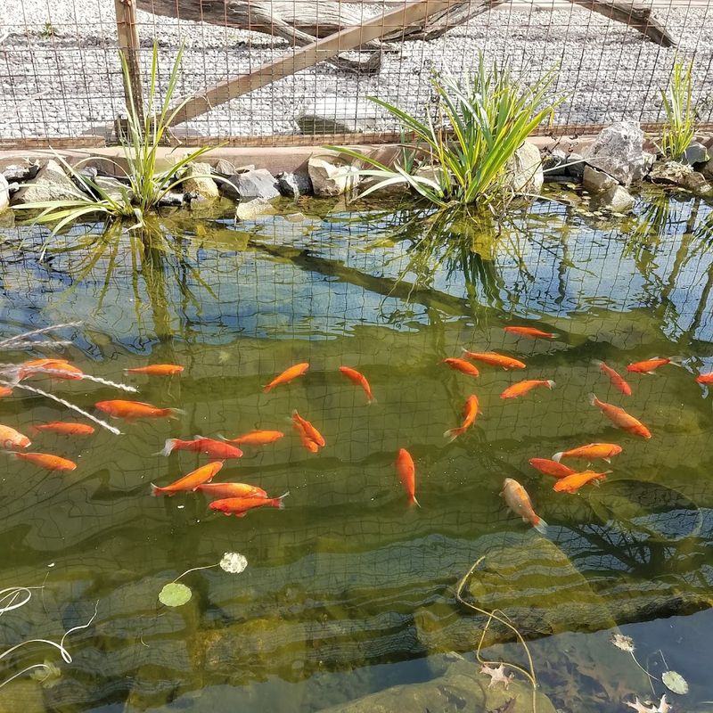 Lake Tobias Wildlife Park 