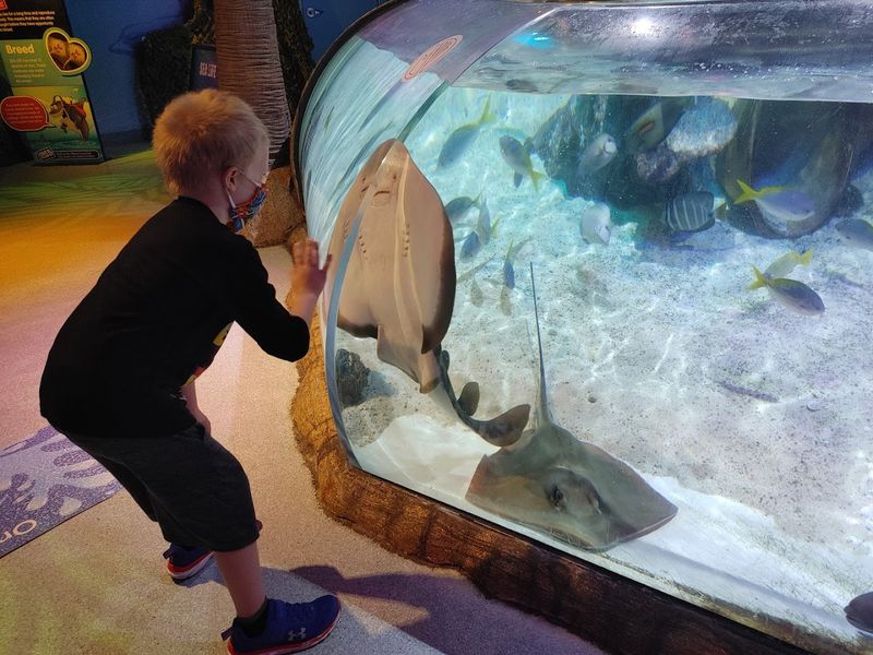 Conservation Stories and Rescue Animals