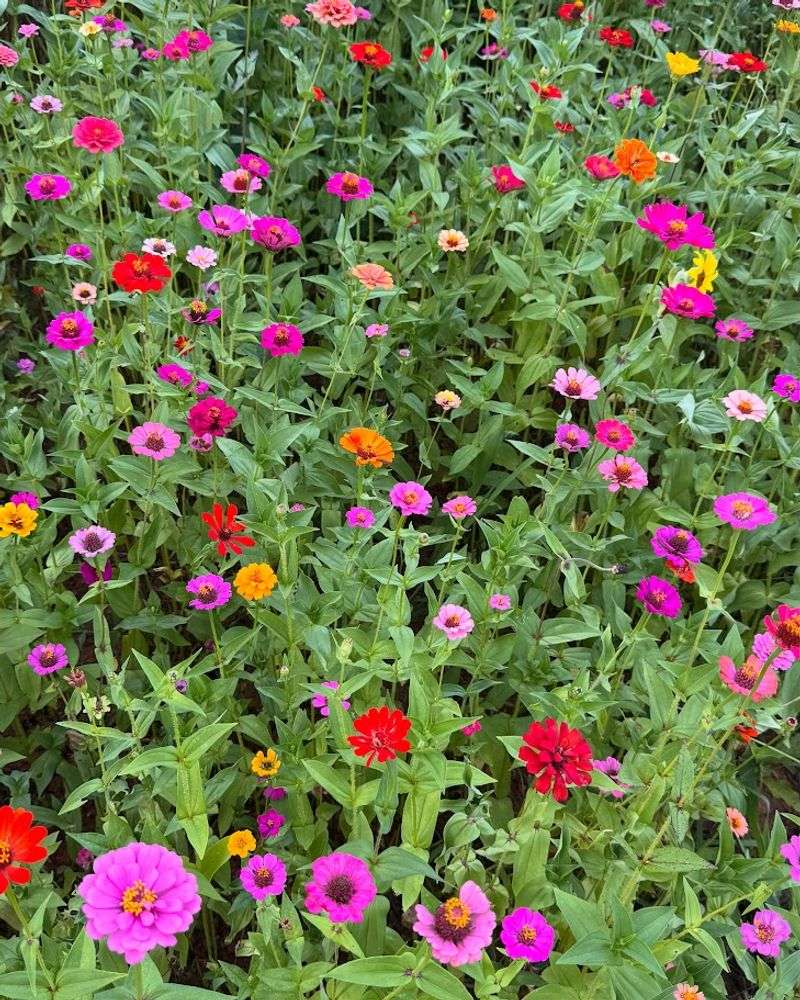 Stokenbury Farms & Nursery