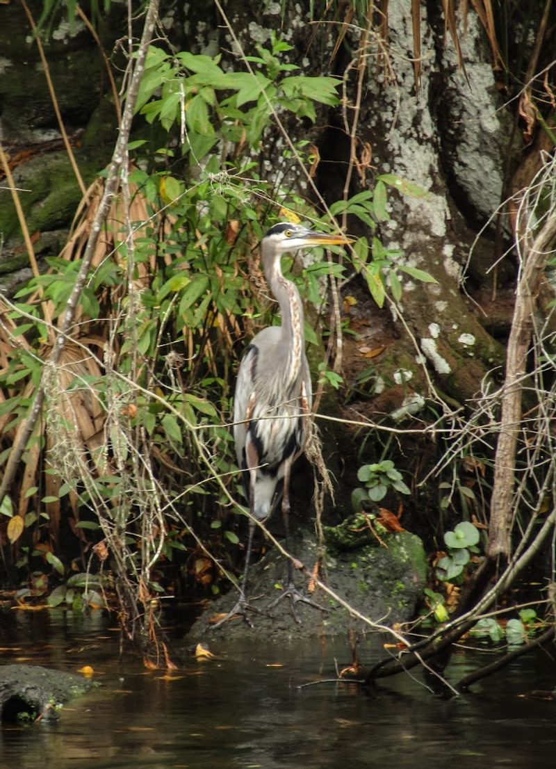 Withlacoochee River