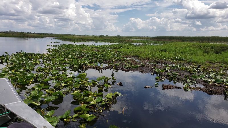 Lake Tohopekaliga