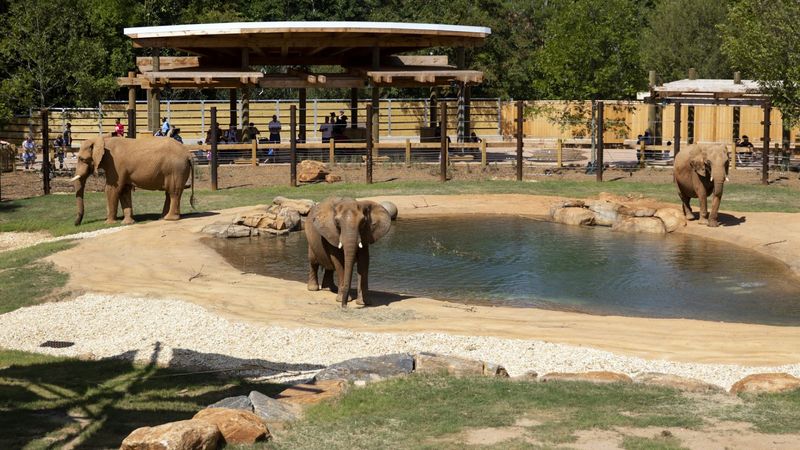 Zoo Atlanta (Atlanta)