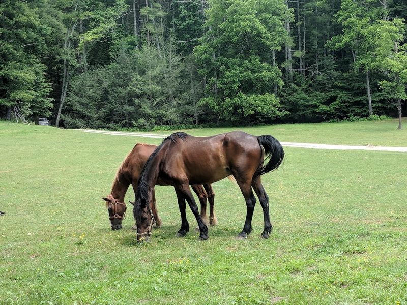 Turtle Rescue Team Outdoor Habitat - Boone, Watauga County