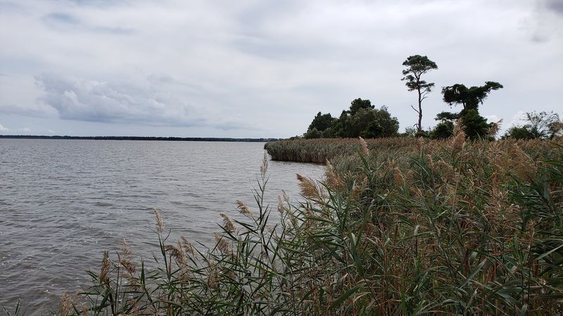 Lake Mattamuskeet