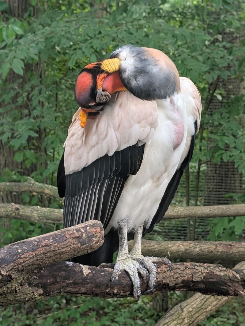 Keystone Safari, Grove City, Mercer County