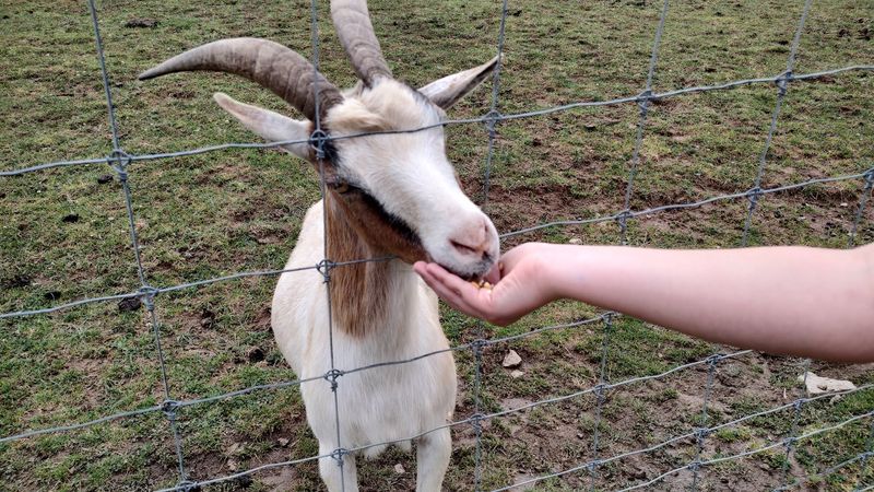 Critter Country Animal Farm (Smithton, Westmoreland County)