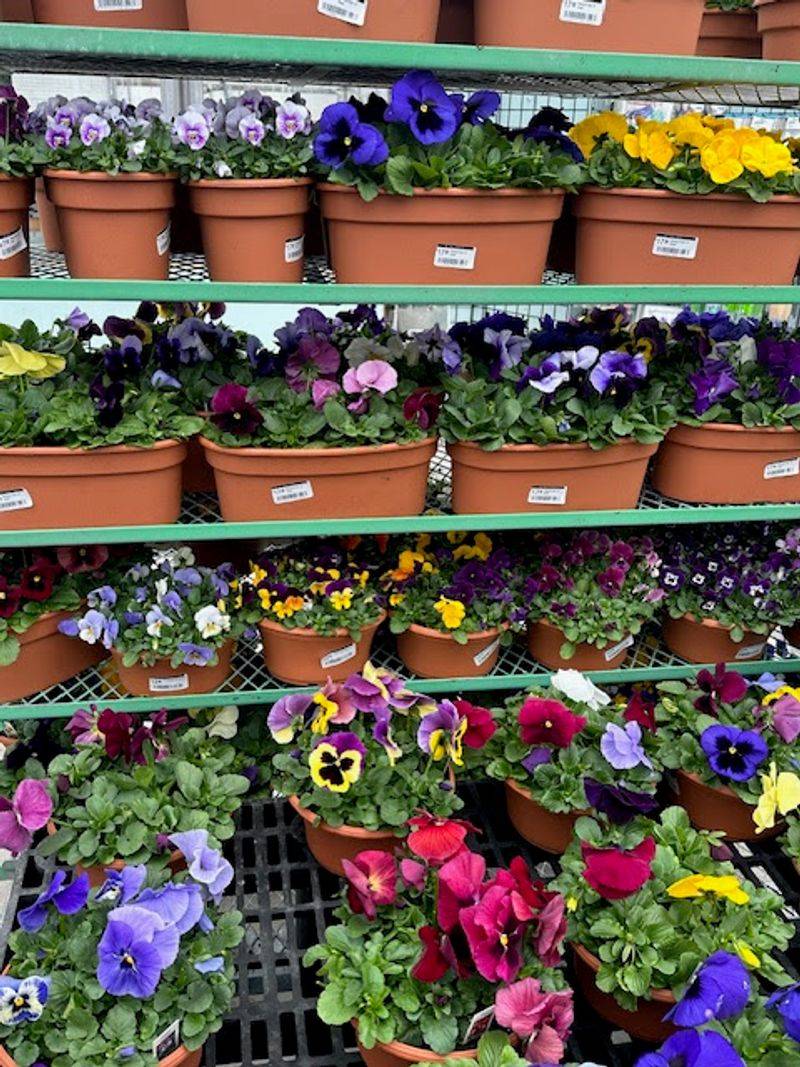Medway Garden Center & Nursery