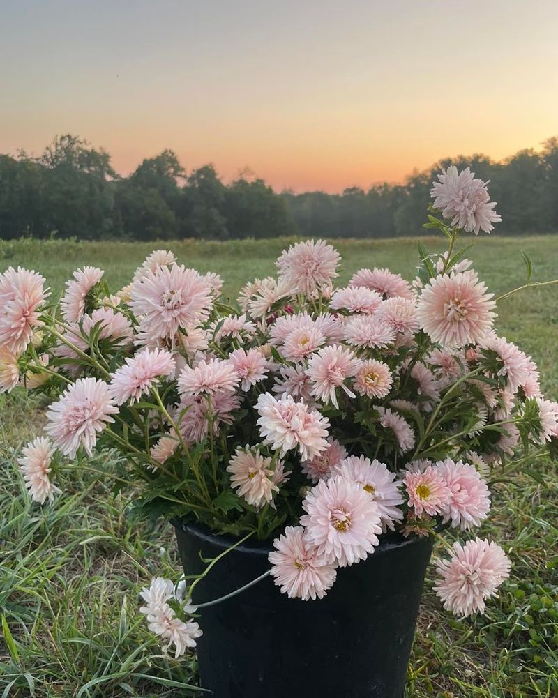 MorWynd Flower Farm