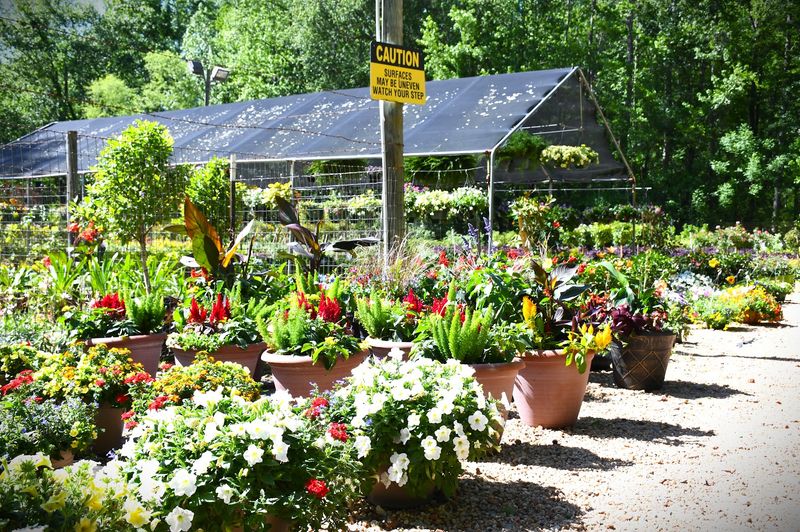 T-Bone's Nursery