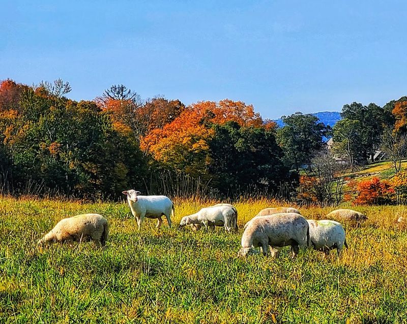 Blue Hill Farm (Millwood)