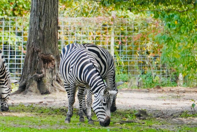 Wilderness Trails Zoo (Birch Run)