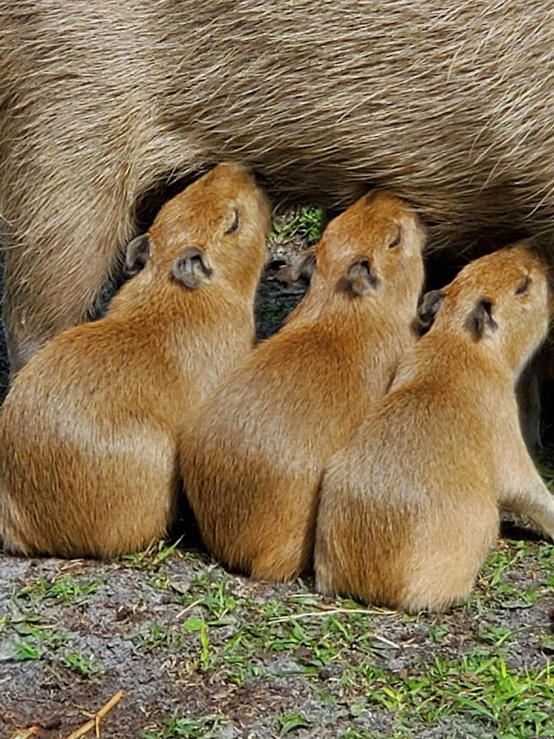 Amazing Animals Inc., St. Cloud, Osceola County