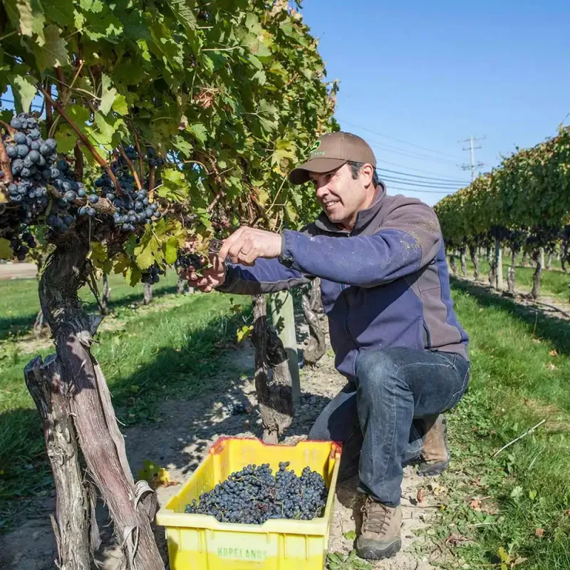 Connecticut Wine Trail - Multiple Towns, Multiple Counties