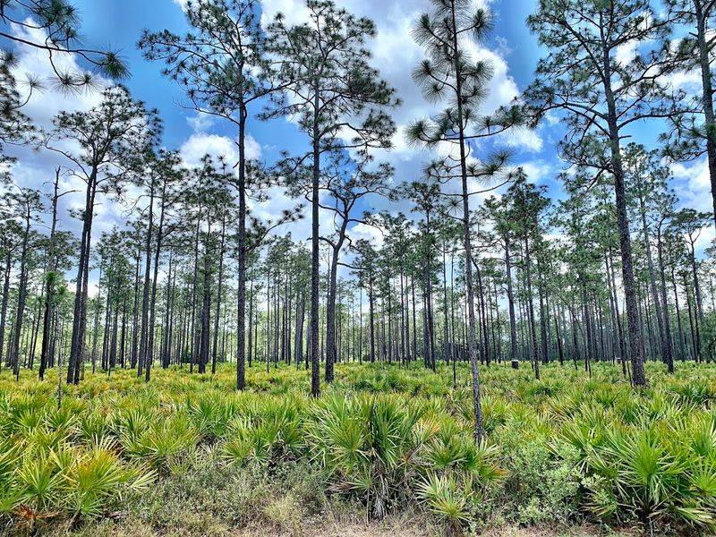 Okefenokee Swamp &mdash; A Place To Watch Rather Than Rush