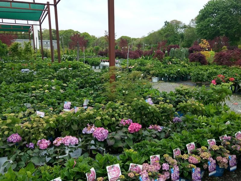 Hyannis Country Garden
