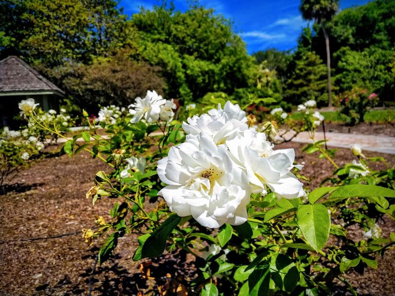 Harry P. Leu Gardens (Orlando)