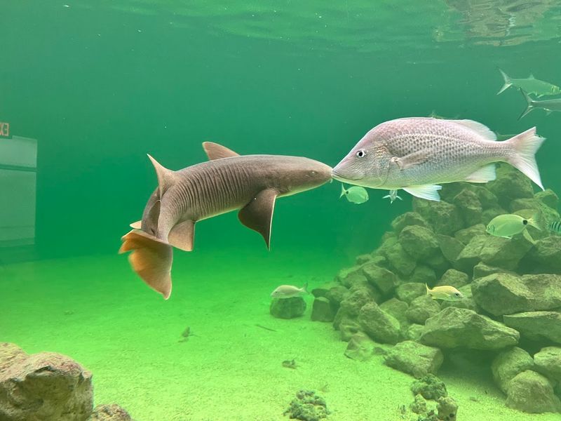 Tarpon Springs Aquarium and Animal Sanctuary