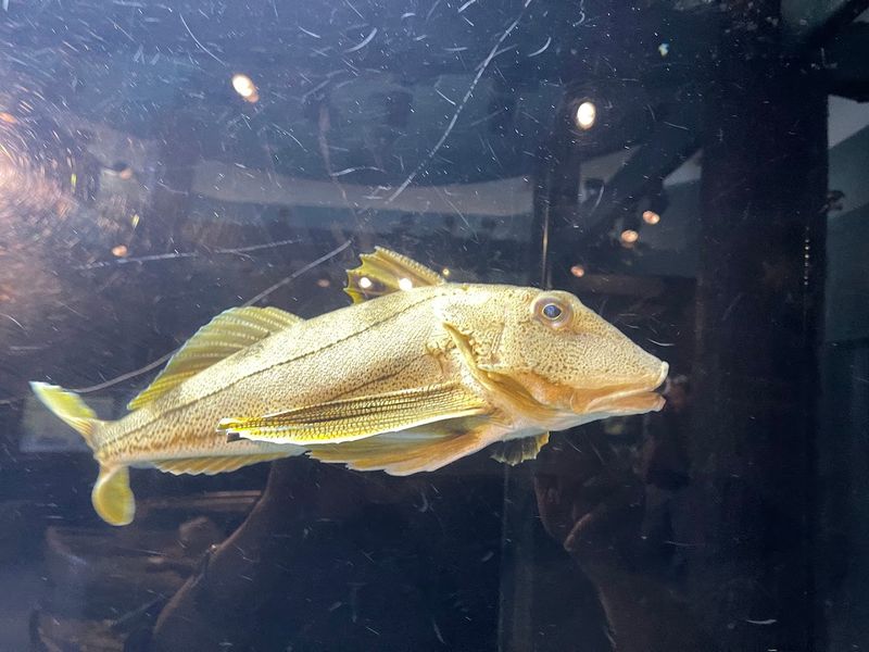Meigs Point Nature Center Aquatic Displays