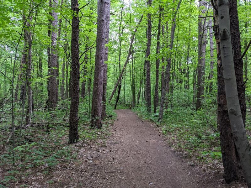 Island Lake Recreation Area Trails 
