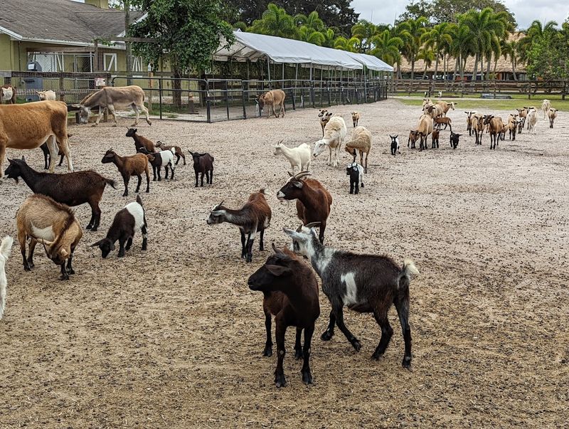 Animal EDventure Park & Safari (Boynton Beach)