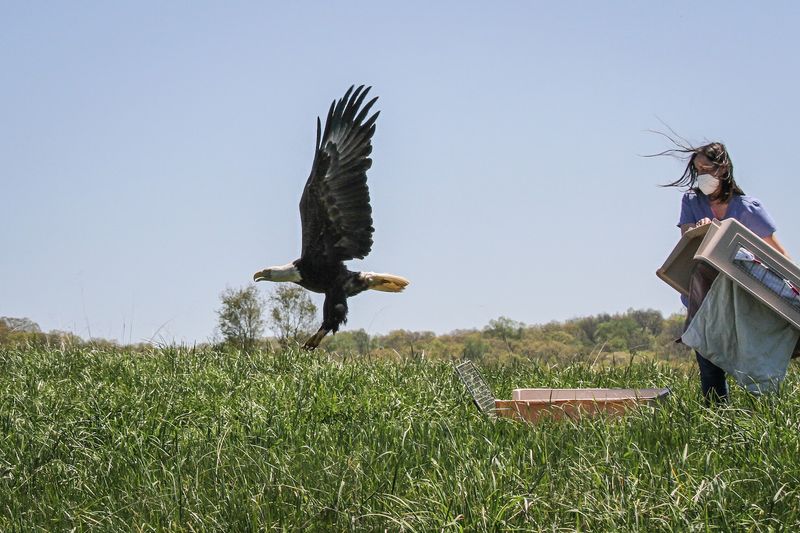 Blue Ridge Wildlife Center - Boyce, Clarke County