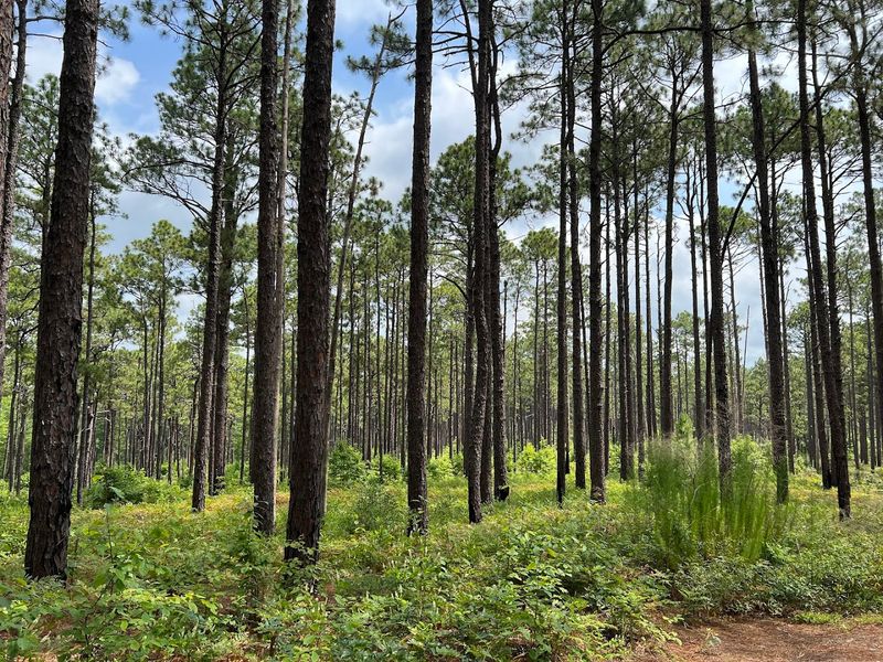 Weymouth Woods-Sandhills Nature Preserve &mdash; Southern Pines