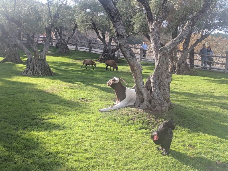 Charming Farm Animals Roaming the Castle Grounds