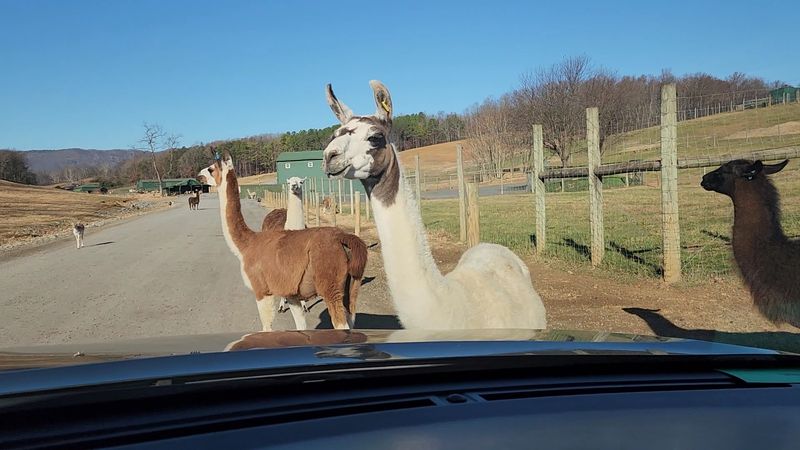 When wild animals come right into the vehicle