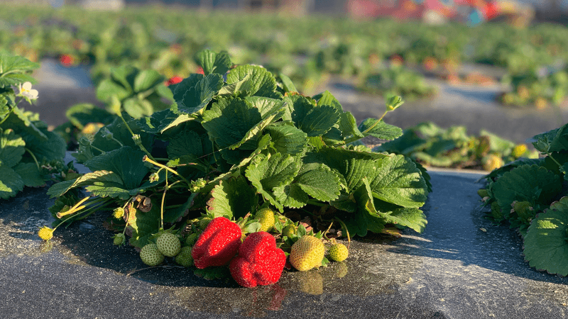 Southern Grace Farms - Enigma, Berrien County