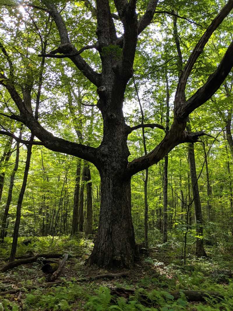Tunxis Trail - Barkhamsted, Litchfield County