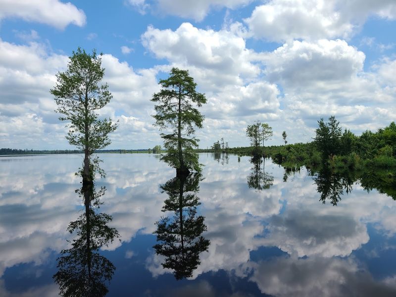 Great Dismal Swamp National Wildlife Refuge - Suffolk, Suffolk
