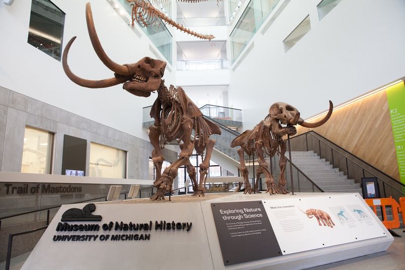 U-M Museum of Natural History