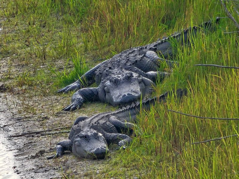 Up-Close Alligator Viewing From Safe Vantage Points