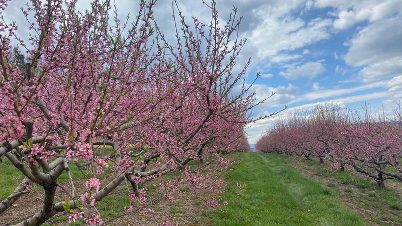Orr's Hill Crest Orchard / Local Border Outposts - Near PA-WV border, Greene County