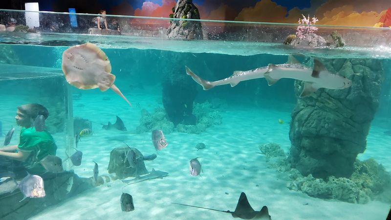SeaQuest Lynchburg (Lynchburg)