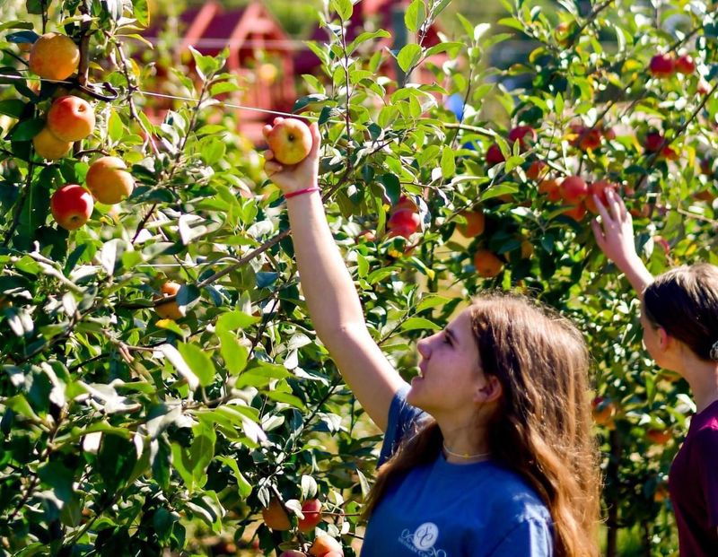 Justus Orchard - Hendersonville, Henderson County