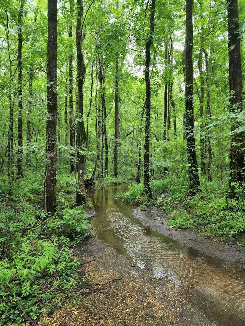 Healing Springs &ndash; Albemarle