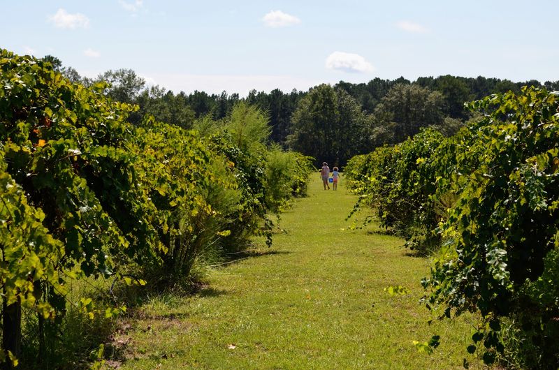 Twin Oaks Vineyard & Farm - Bailes, Houston County