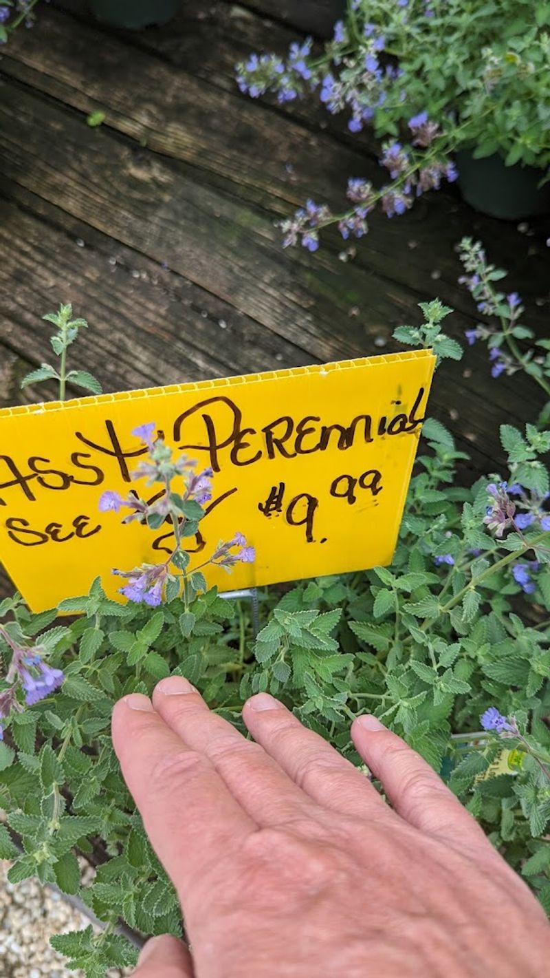 What Reviews Suggest About Pricing And Value