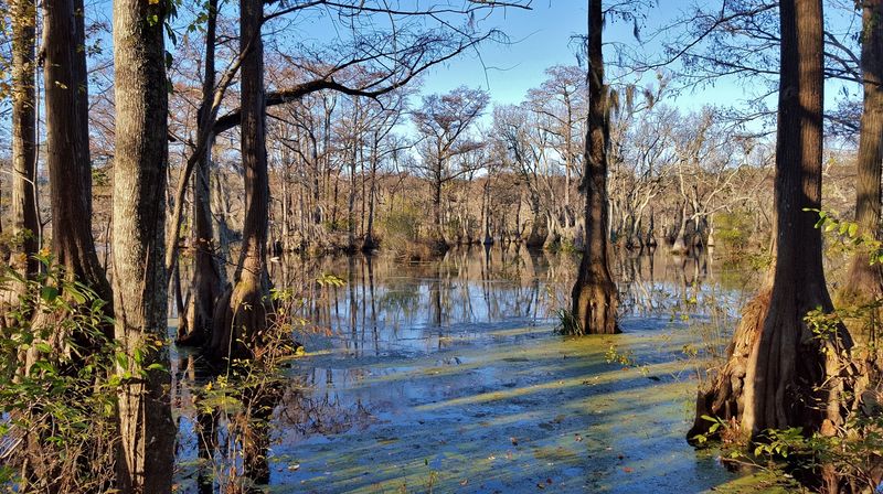 Merchants Millpond State Park 