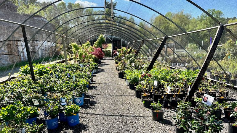 Reems Creek Nursery