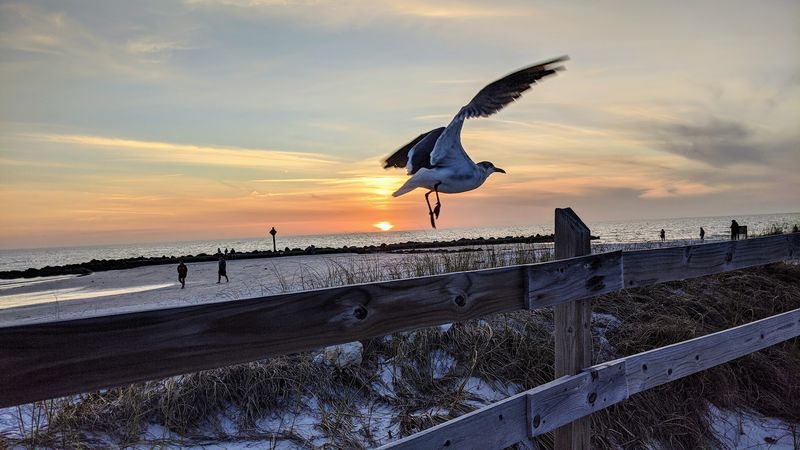 Honeymoon Island State Park - Dunedin, Pinellas County