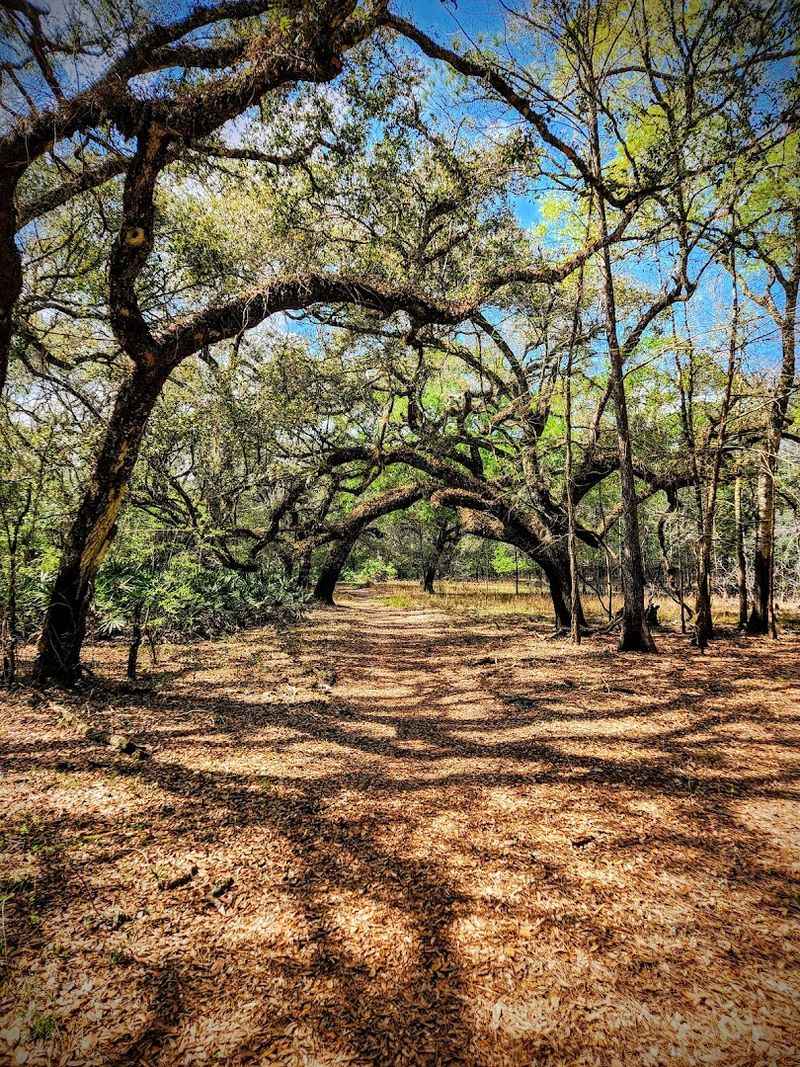 Withlacoochee State Forest