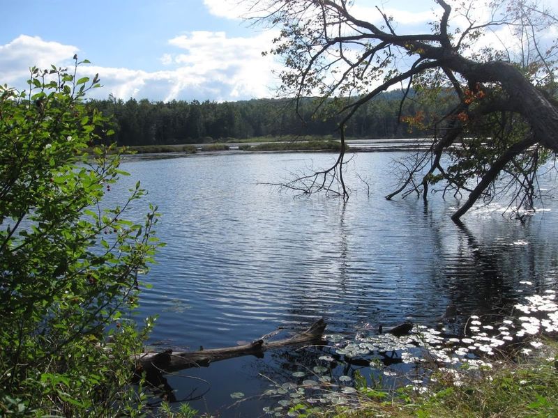 Savoy Mountain State Forest