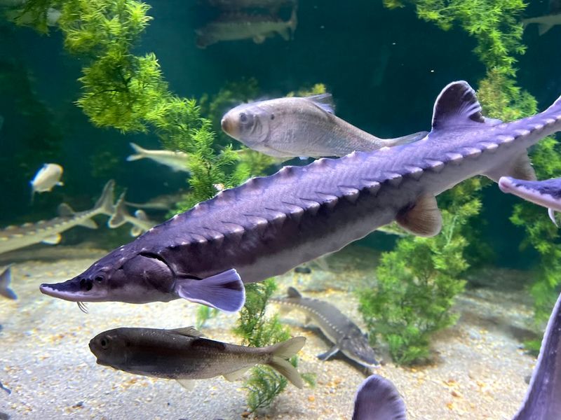 The Maritime Aquarium