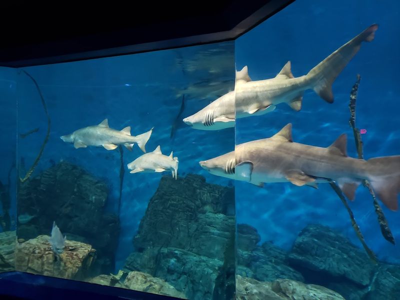 The Maritime Aquarium at Norwalk - Norwalk