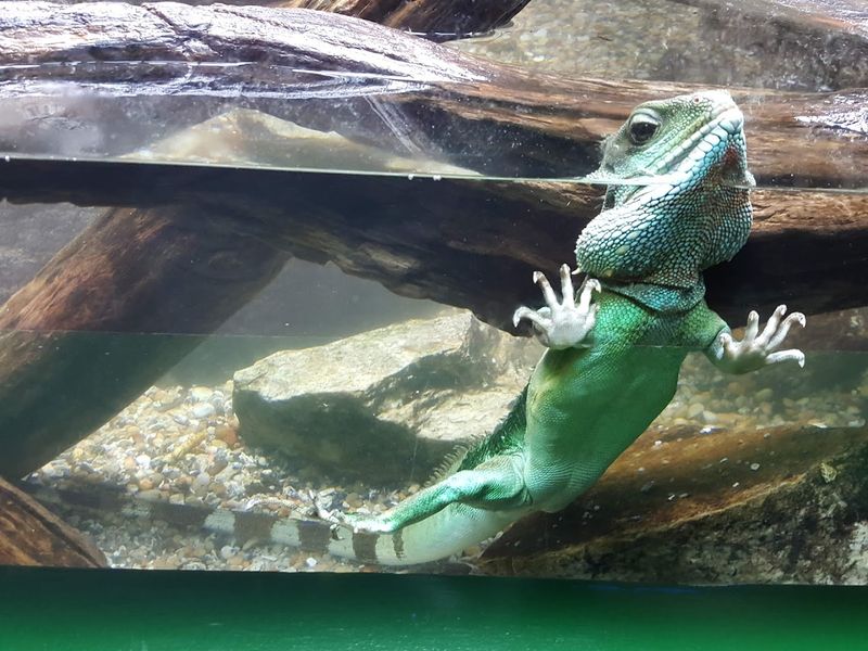 The Maritime Aquarium’s Animal Encounter Programs