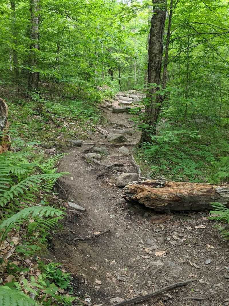 Shenipsit State Forest 